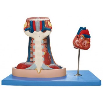 MEDIASTINUM MODEL